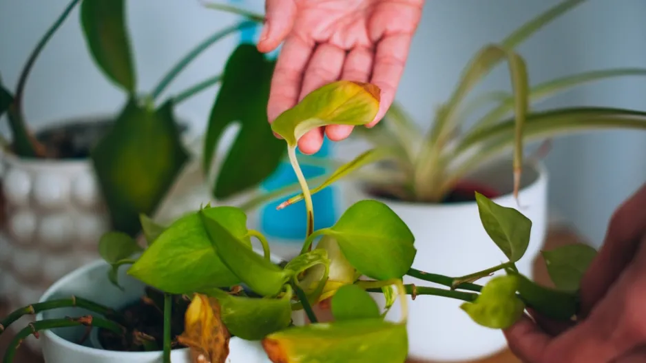 Začněte s hnojením pokojovek a probudíte je ze zimního spánku