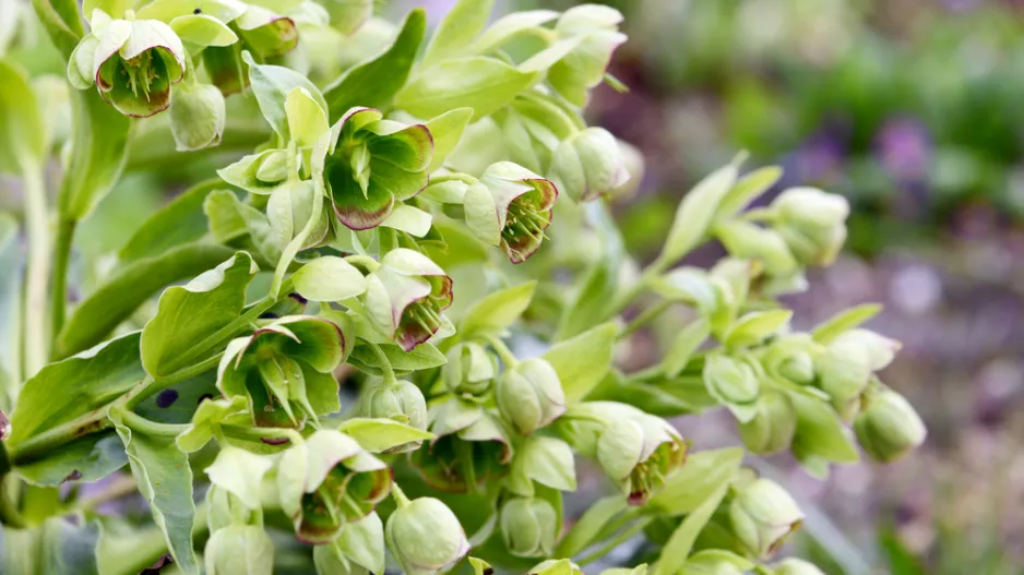 Čemeřice smrdutá (Helleborus foetidus)