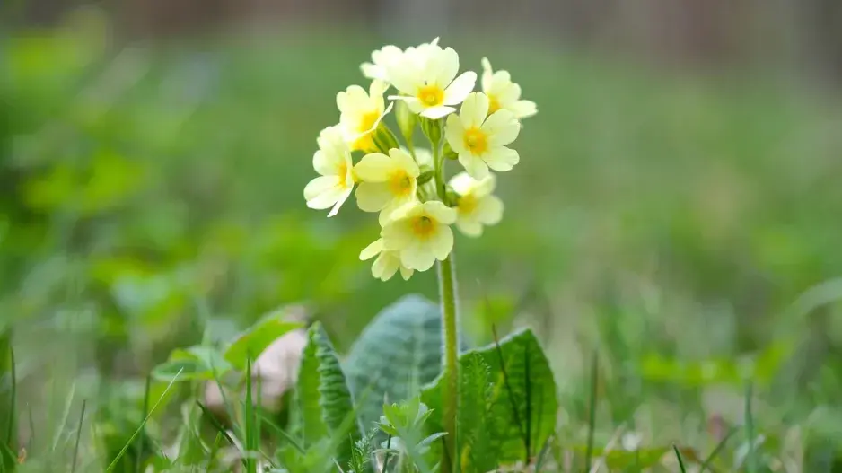 Petrklíč