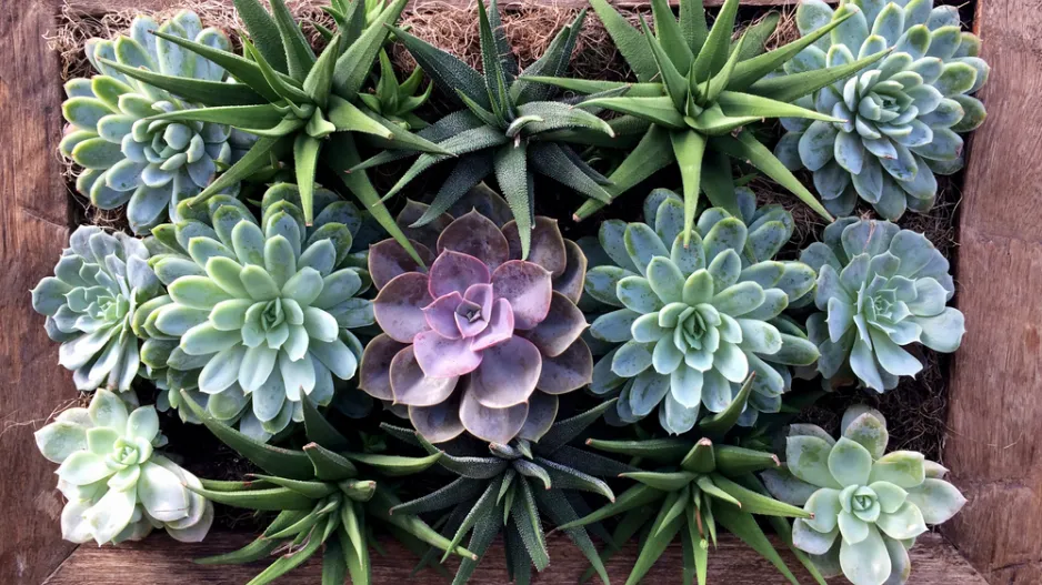 Sukulentní rostliny