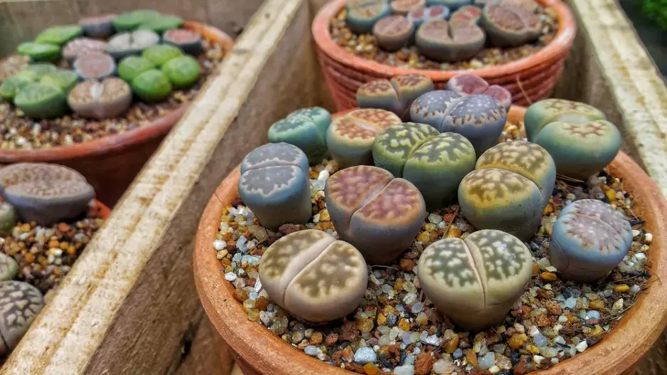 Pěstování živých kamenů