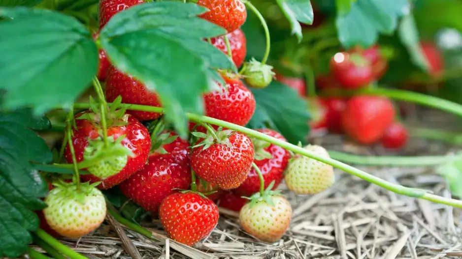 Co zasadit k jahodám