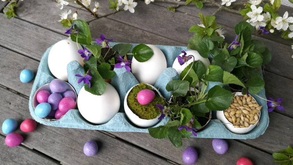 velikonoční dekorace, fialky