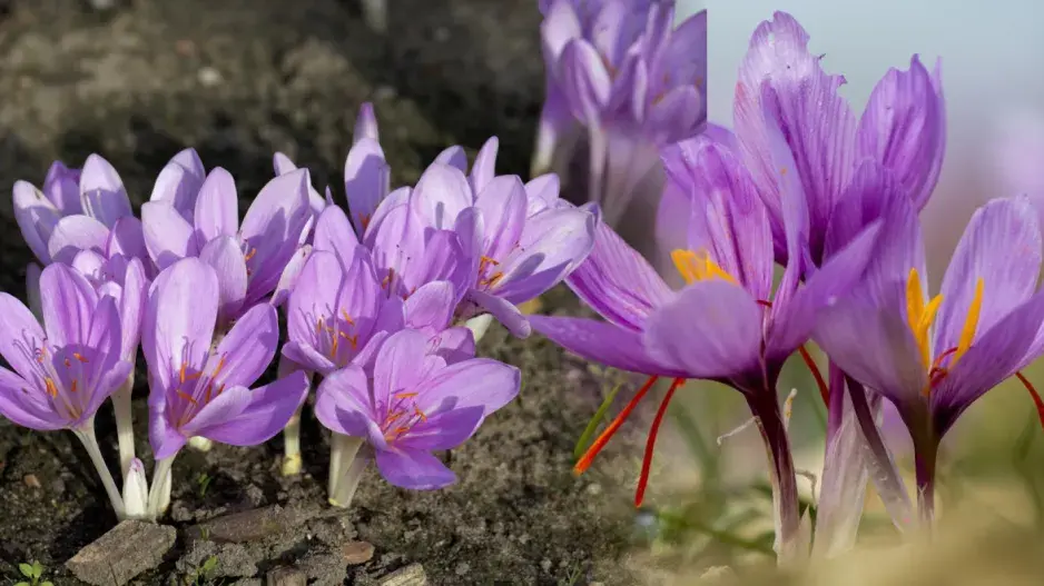Krokus a ocún