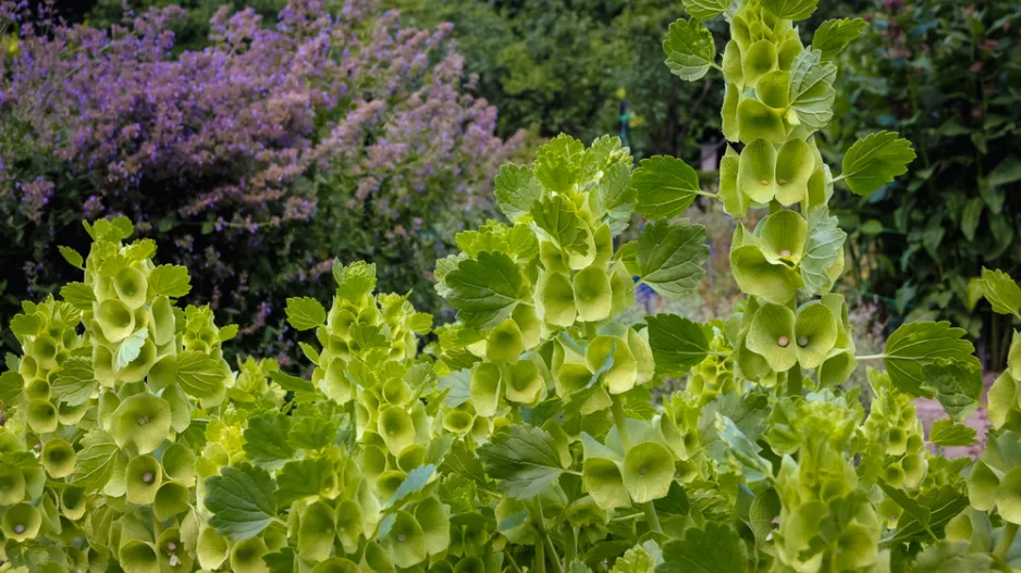 irský zvonek (Moluccella laevis) 