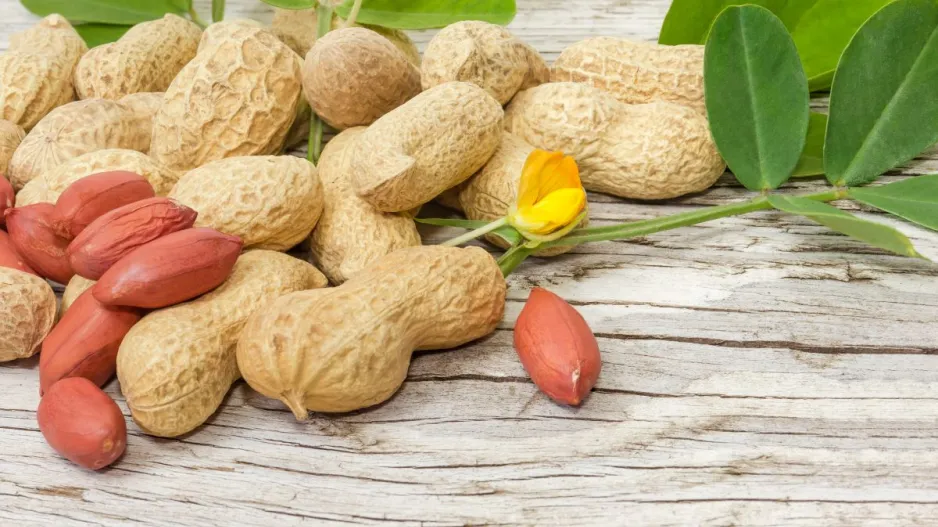 Pěstování buráků na zahradě