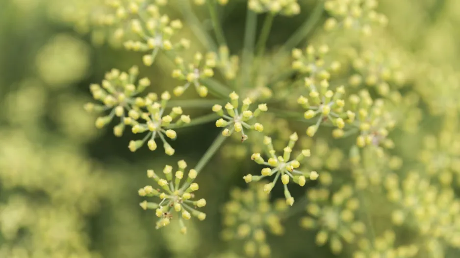 Asafoetida