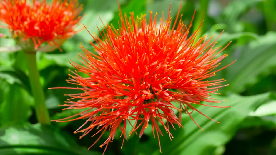 Krvokvět natalský (Scadoxus puniceus)