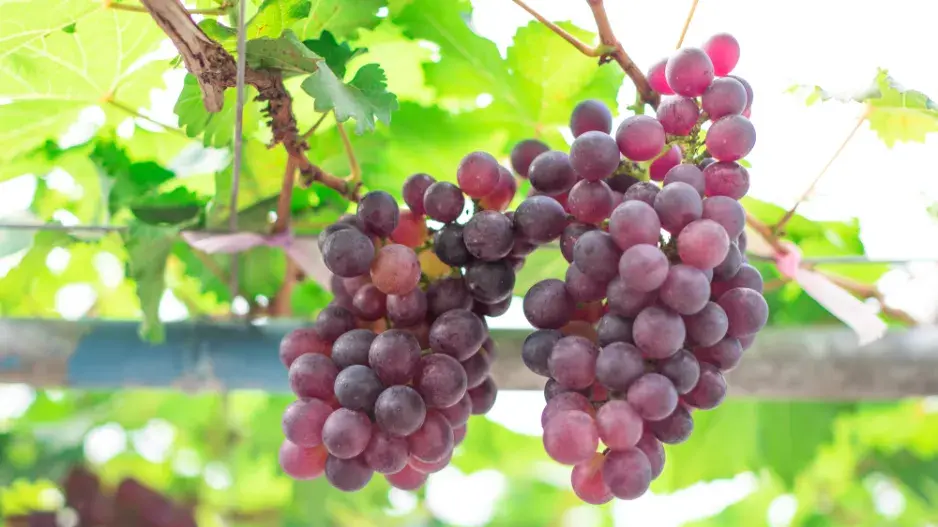 pěstování vinné révy