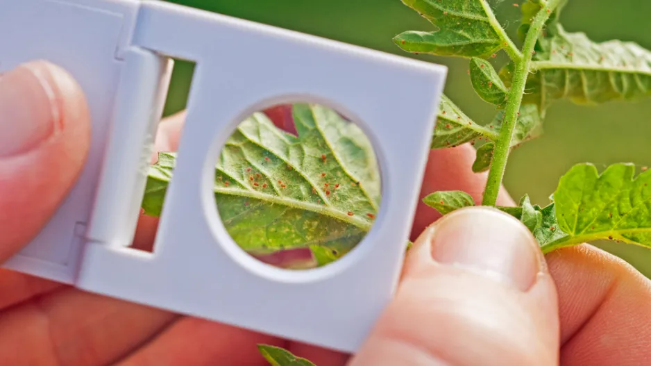 Sviluška na rostlinách