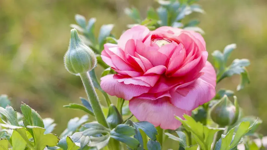 Pryskyřník asijský (Ranunculus asiaticus)