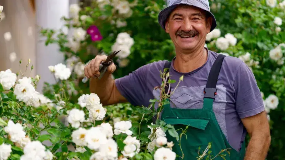 Řez růží na jaře