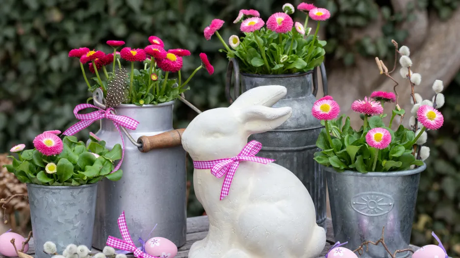 Zahradní sedmikrásky (Bellis perennis)