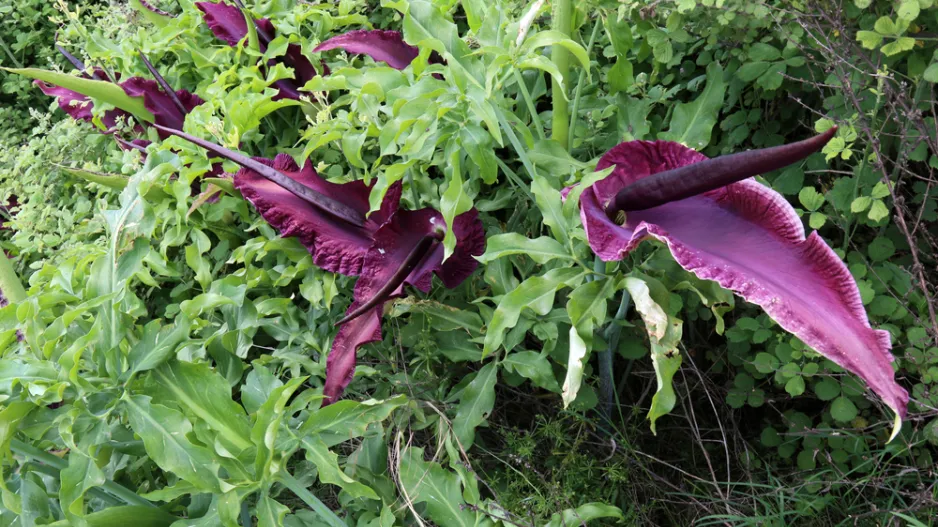 Drakovec neboli aron dračí (Dracunculus vulgaris)