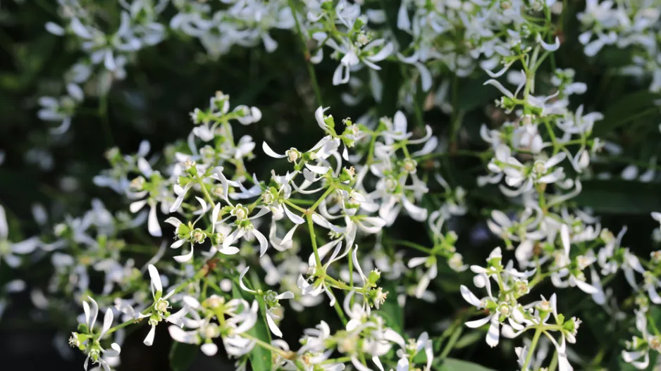 Neznámá letnička Kouzelný sníh