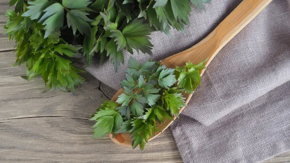 Pěstování libečku