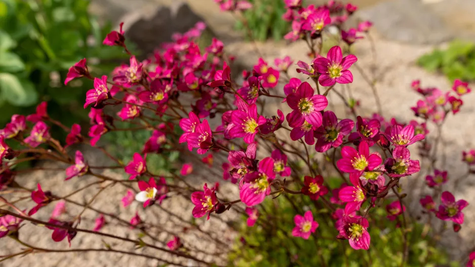 Lomikámen Arendsův (Saxifraga × arendsii)
