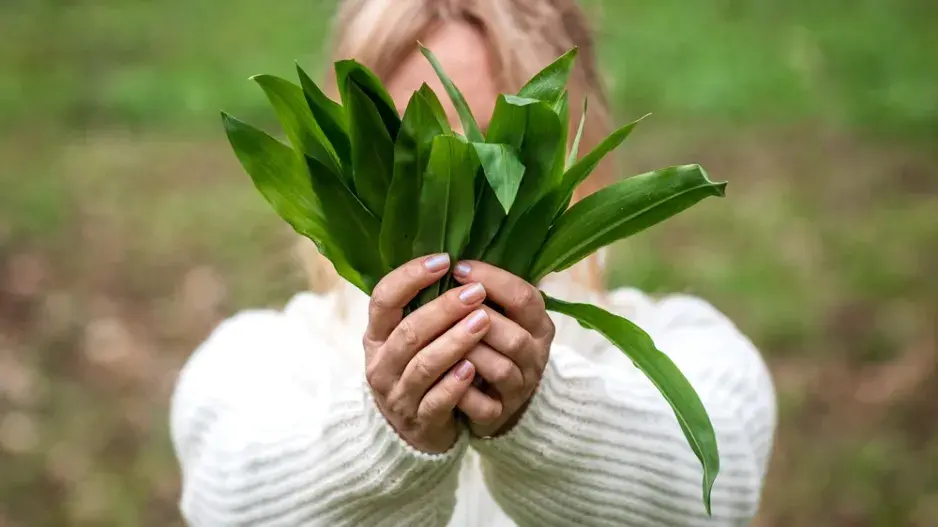 Pěstování medvědího česneku