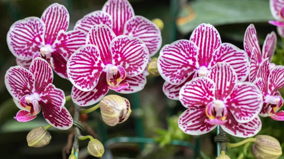 Jarní péče o orchideje krok za krokem: Co kontrolovat a jak má vypadat zdravá rostlina