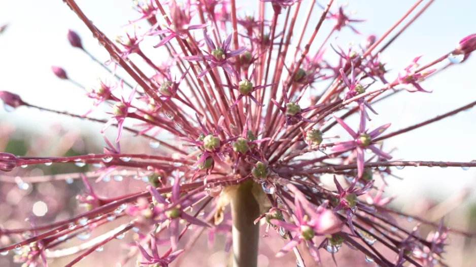 Česnek Schubertův (Allium schubertii) 