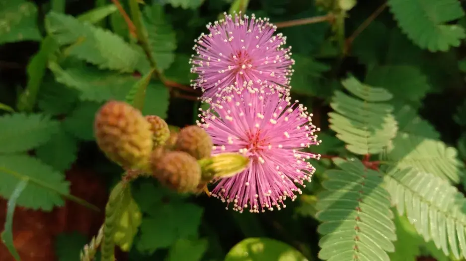 Rostlina, která reaguje na dotek