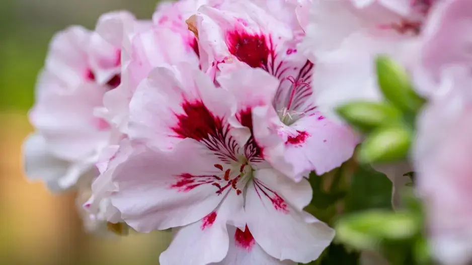 Květy pelargonie
