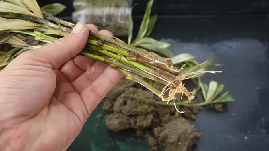 Množení pokojových rostlin