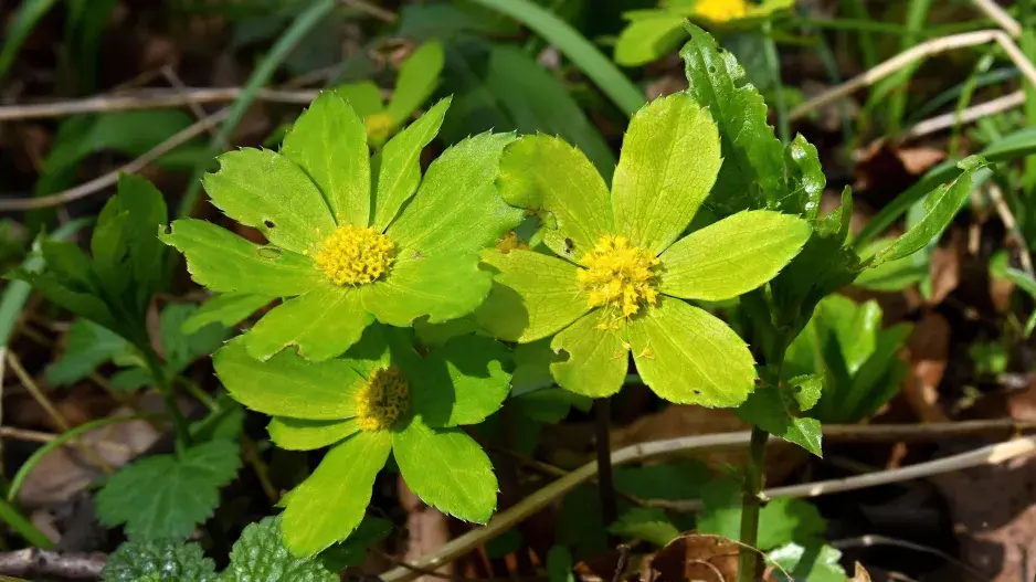 hvězdnatec zubatý (Hacquetia epipactis)
