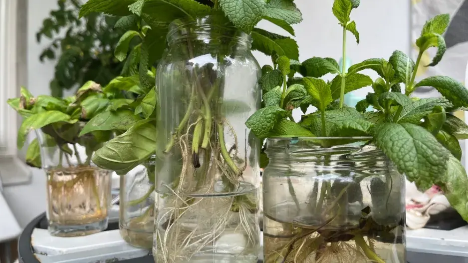 Množení pokojovek ve vodě krok za krokem: Od řízku po silnou rostlinu
