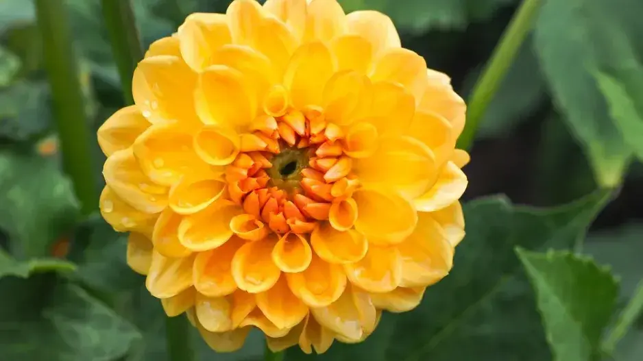 Původ zahradních rostlin