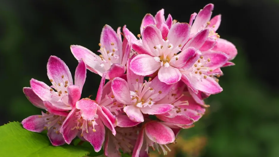 Kvetoucí keře lze pěstovat i na balkoně