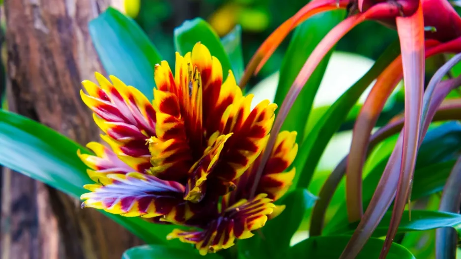 Pokojové rostliny exotického vzhledu