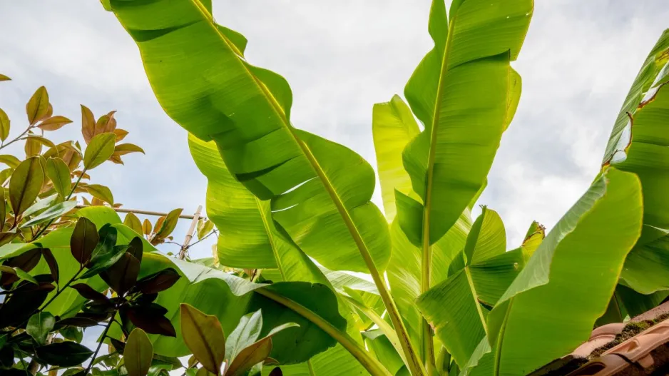 Pěstování banánovníků v zahradě