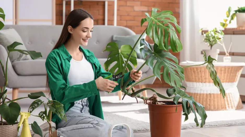 Řez přerostlých pokojových rostlin