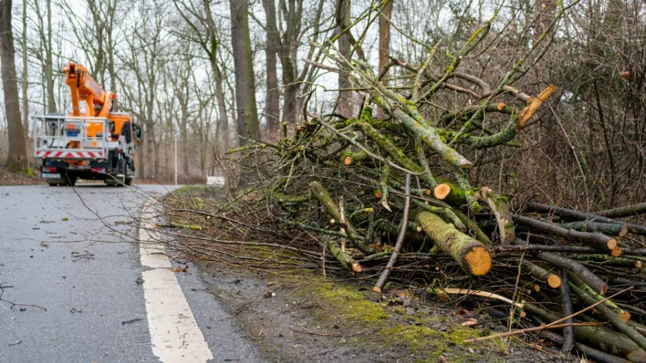 Řez stromů během roku. Kdy stříhat na jaře, v létě nebo na podzim