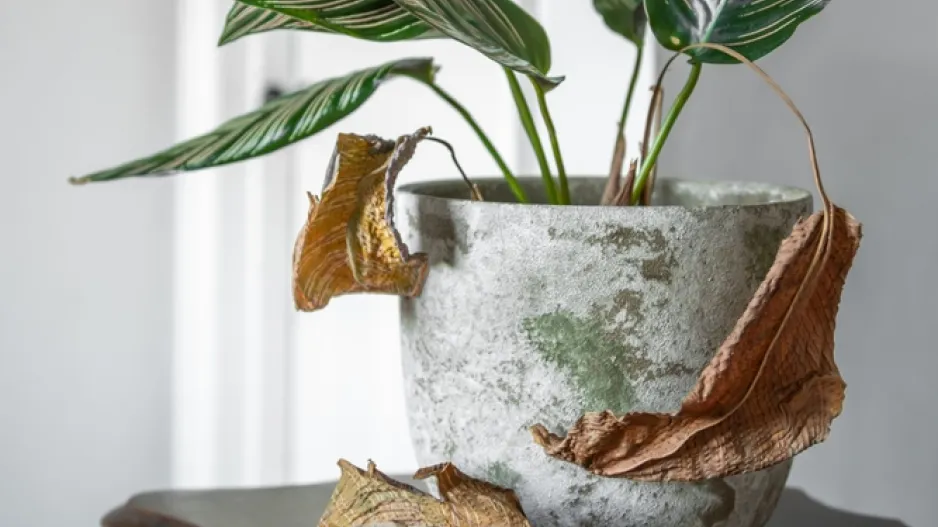 Zasychání listů u pokojových rostlin v detailu