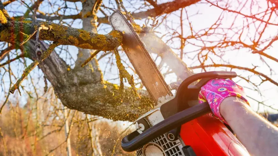 Proměna zahrady: Od přerostlých stromů k místu pro život i odpočinek