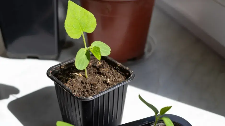 Předpěstování okurek