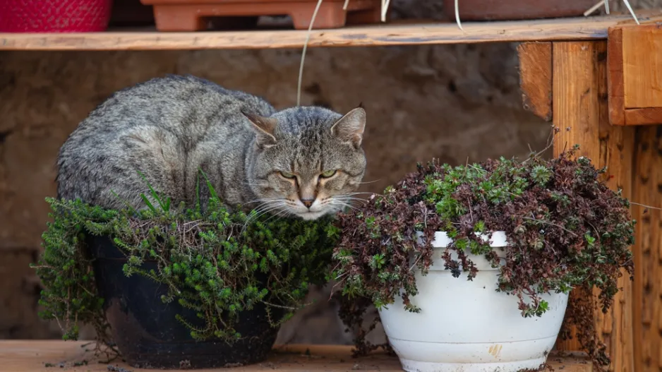 5 pokojovek, které jsou bezpečnější pro kočky a přitom ozdobí každý byt
