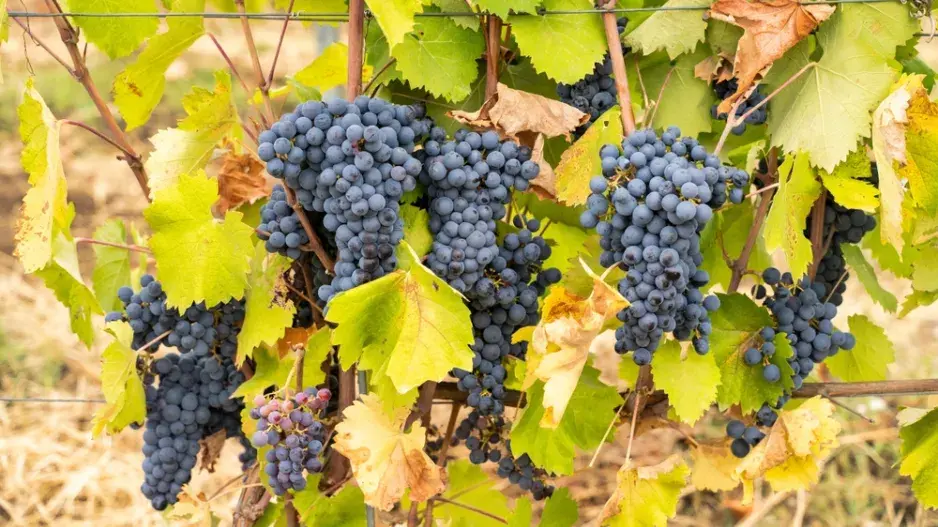 Vedení vinné révy