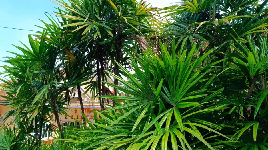 Nenáročná palma do každého bytu