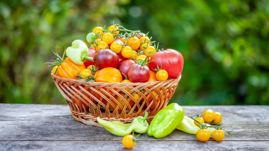 Předpěstování zeleniny od výsevu po silnou sazenici