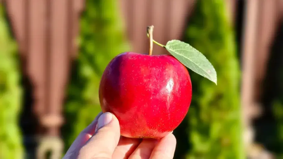 Nejčastější sousedské spory na zahradě: Stromy a přesahující ovoce