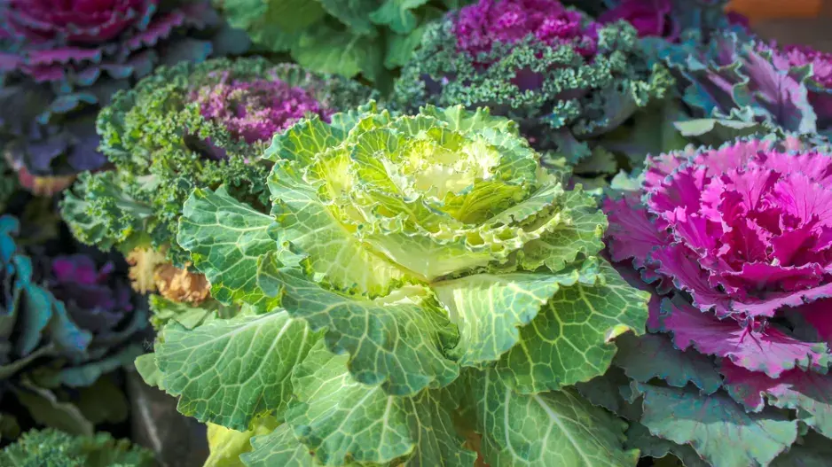 Pěstování kapusty