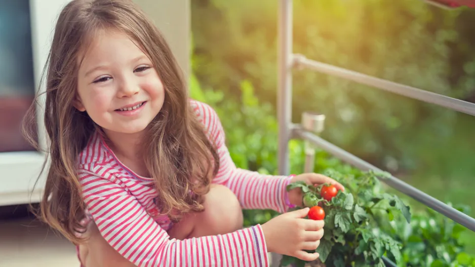 Rajčata na balkoně