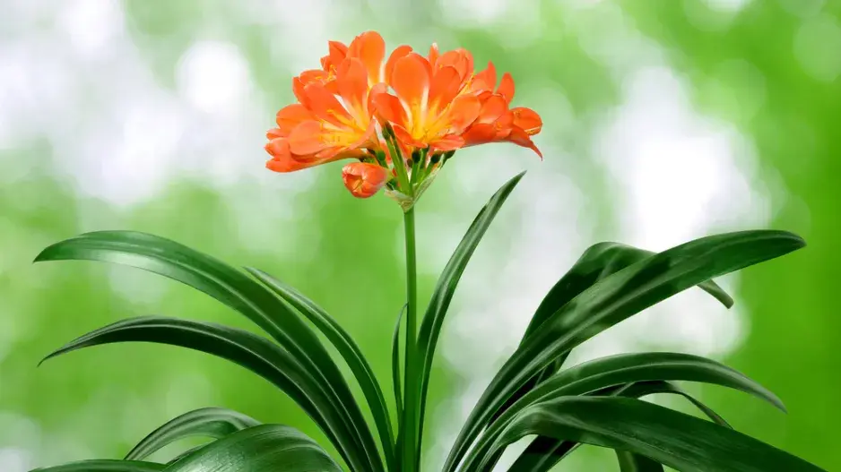 Množení pokojovek dělením: Klívie od přerostlého trsu po nové rostliny