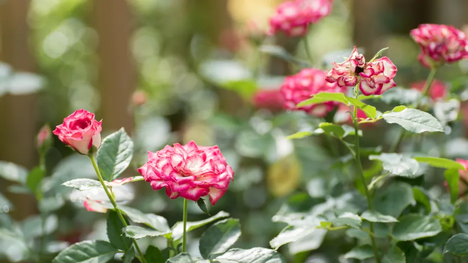 Trpasličí růže je hitem každého balkonu