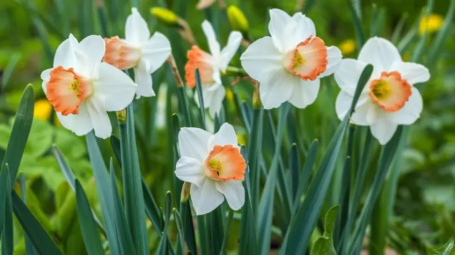 Jarní barvy na zahradě