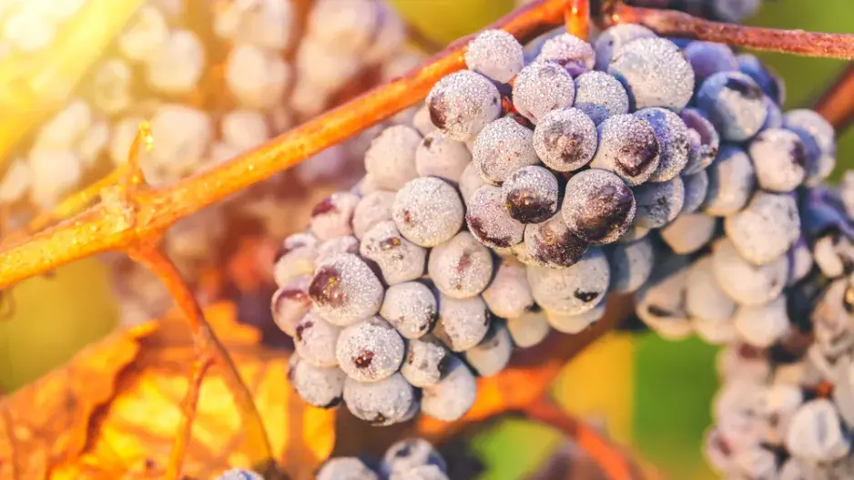 Vedení vinné révy