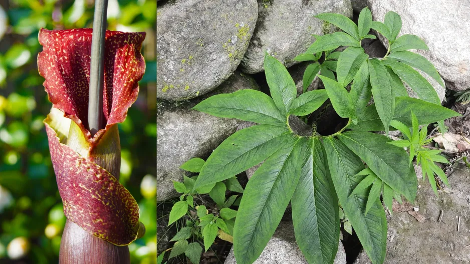 Užovník nící, vúdú lilie (Sauromatum venosum)